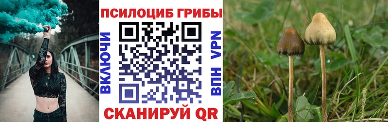 Купить закладки  Цивильск  Галлюциногенные грибы Psilocybe 